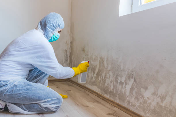 Best Mold Damage Restoration  in Janesville, WI